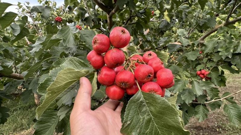 早熟山楂！七月红山楂！山楂鲜果！！