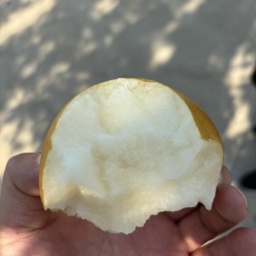 秋月梨大量上市，翠甜无渣
