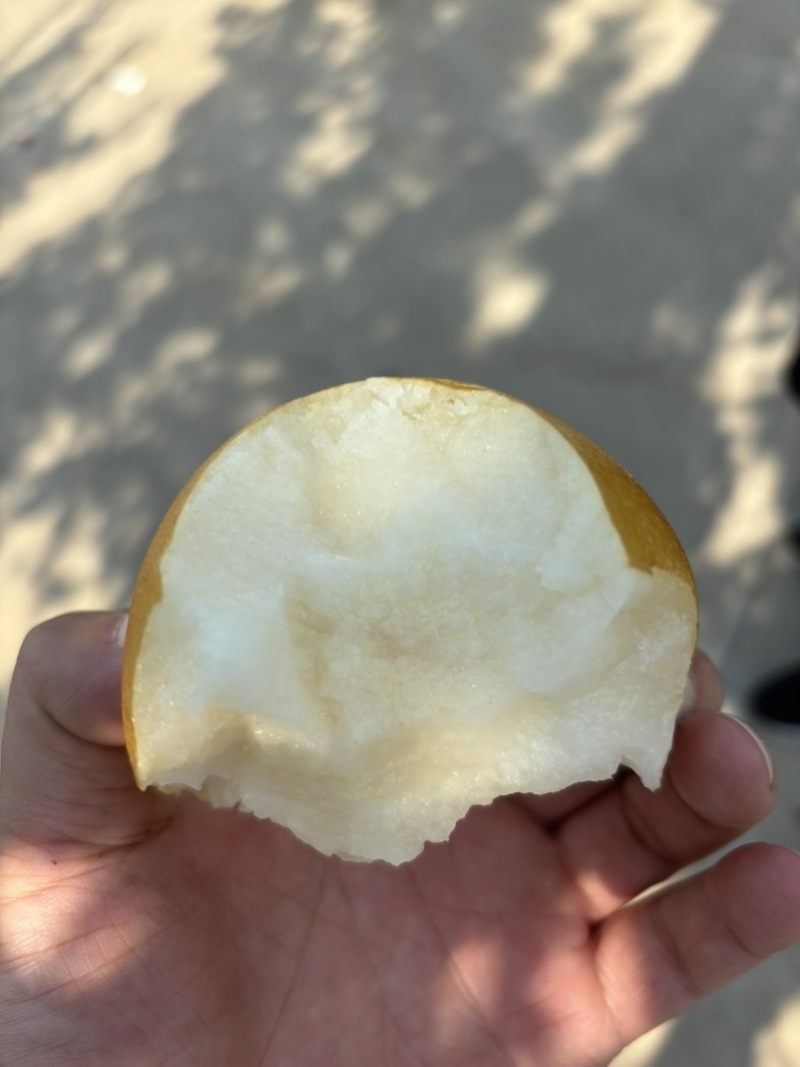 秋月梨大量上市，翠甜无渣
