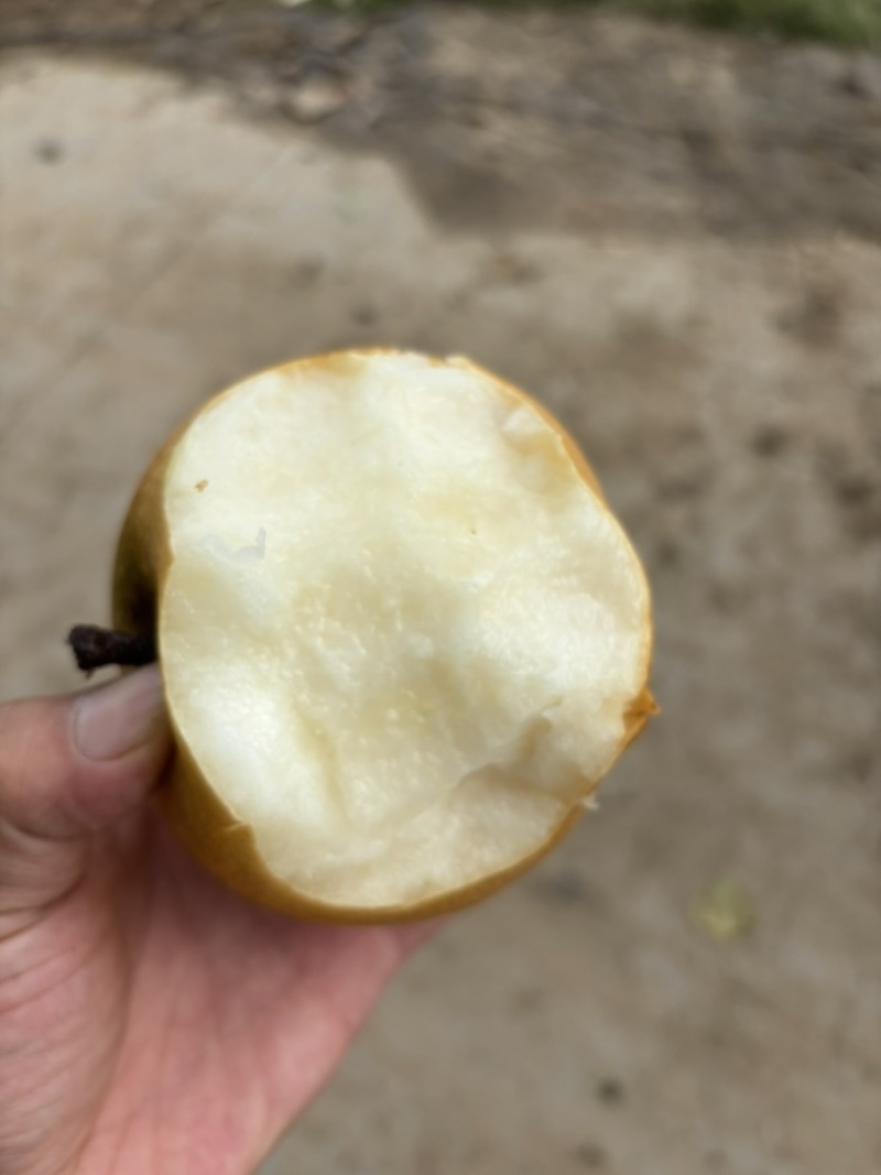 秋月梨大量上市，翠甜无渣