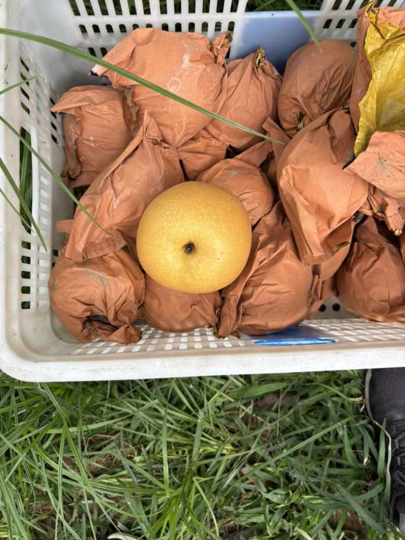 秋月梨大量上市，翠甜无渣