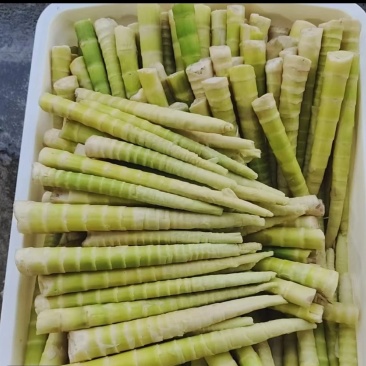 小草坝秋笋子