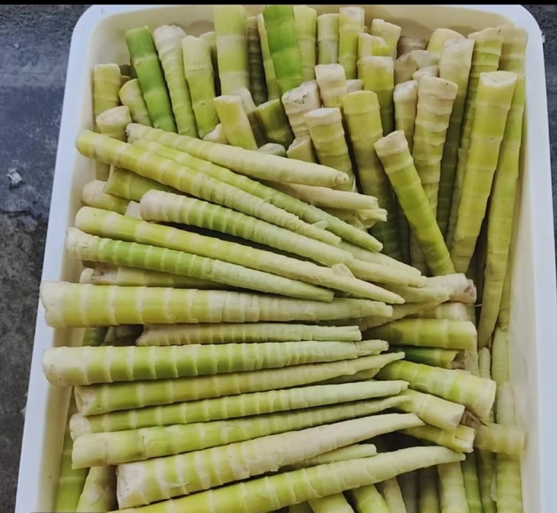 小草坝秋笋子
