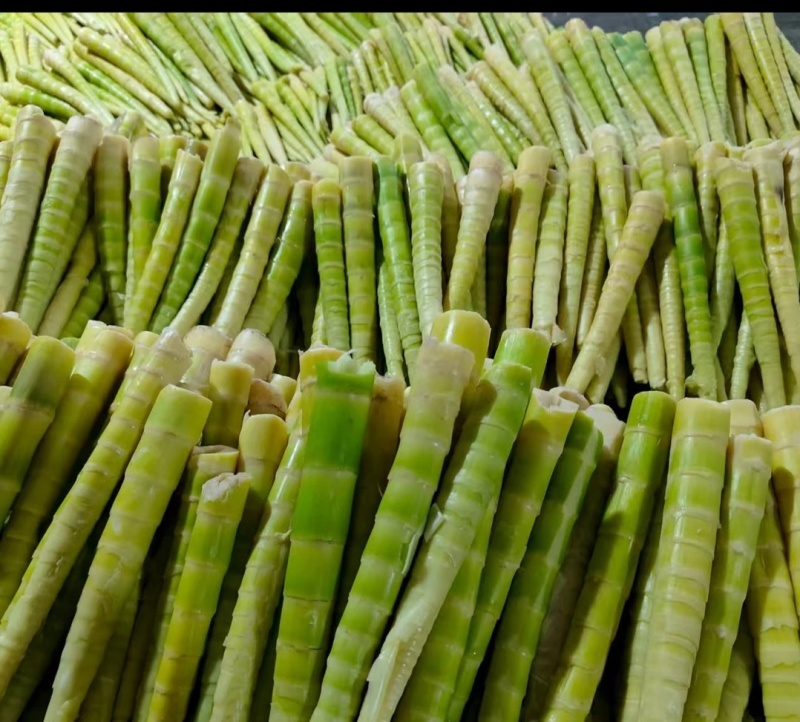 小草坝秋笋子