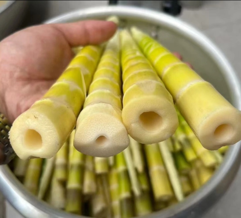 小草坝秋笋子