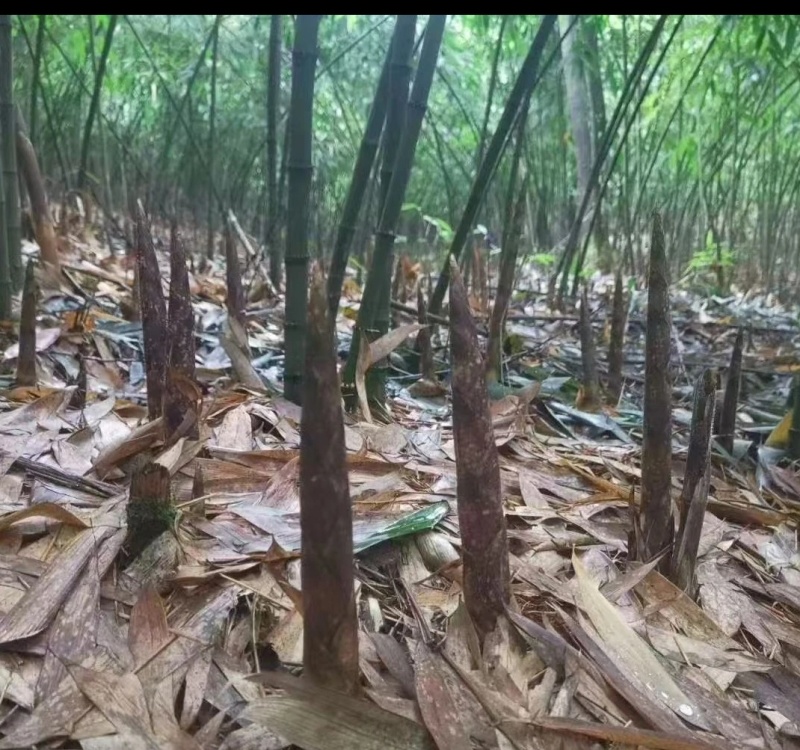 小草坝秋笋子