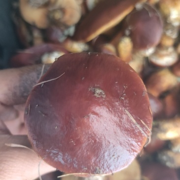 野生林下菌褐绒牛肝菌