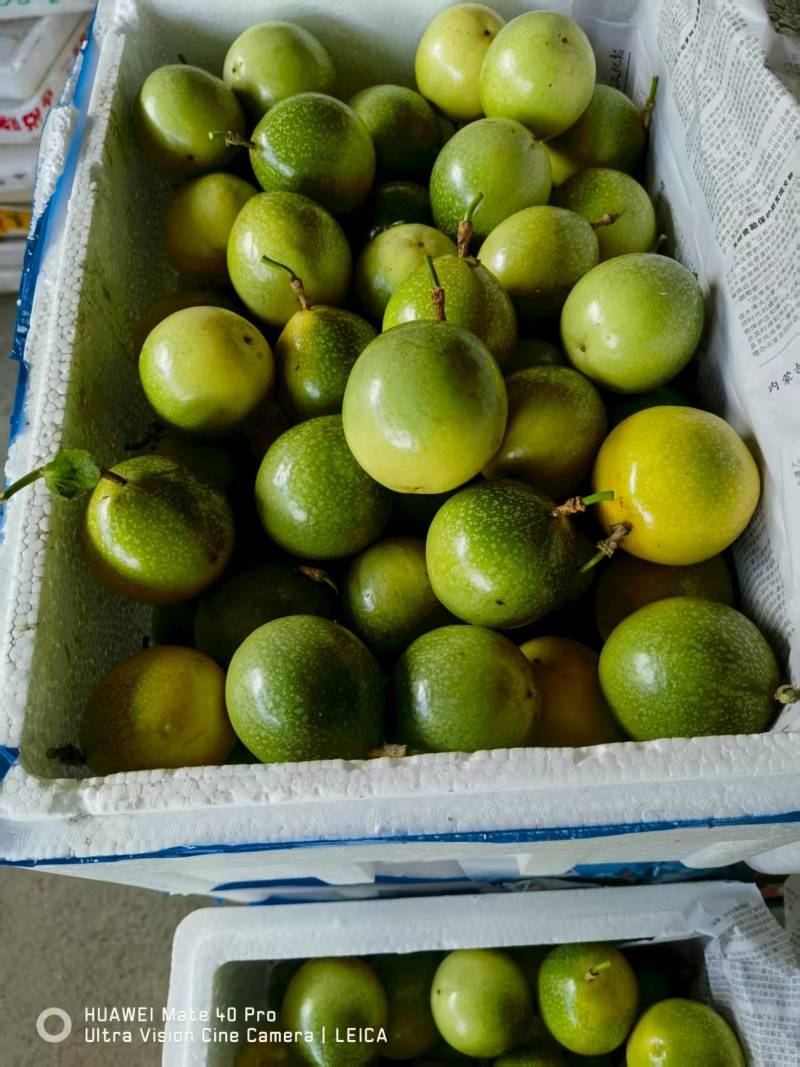 广西海南正宗钦蜜9号黄金百香果新鲜批发！产地直发