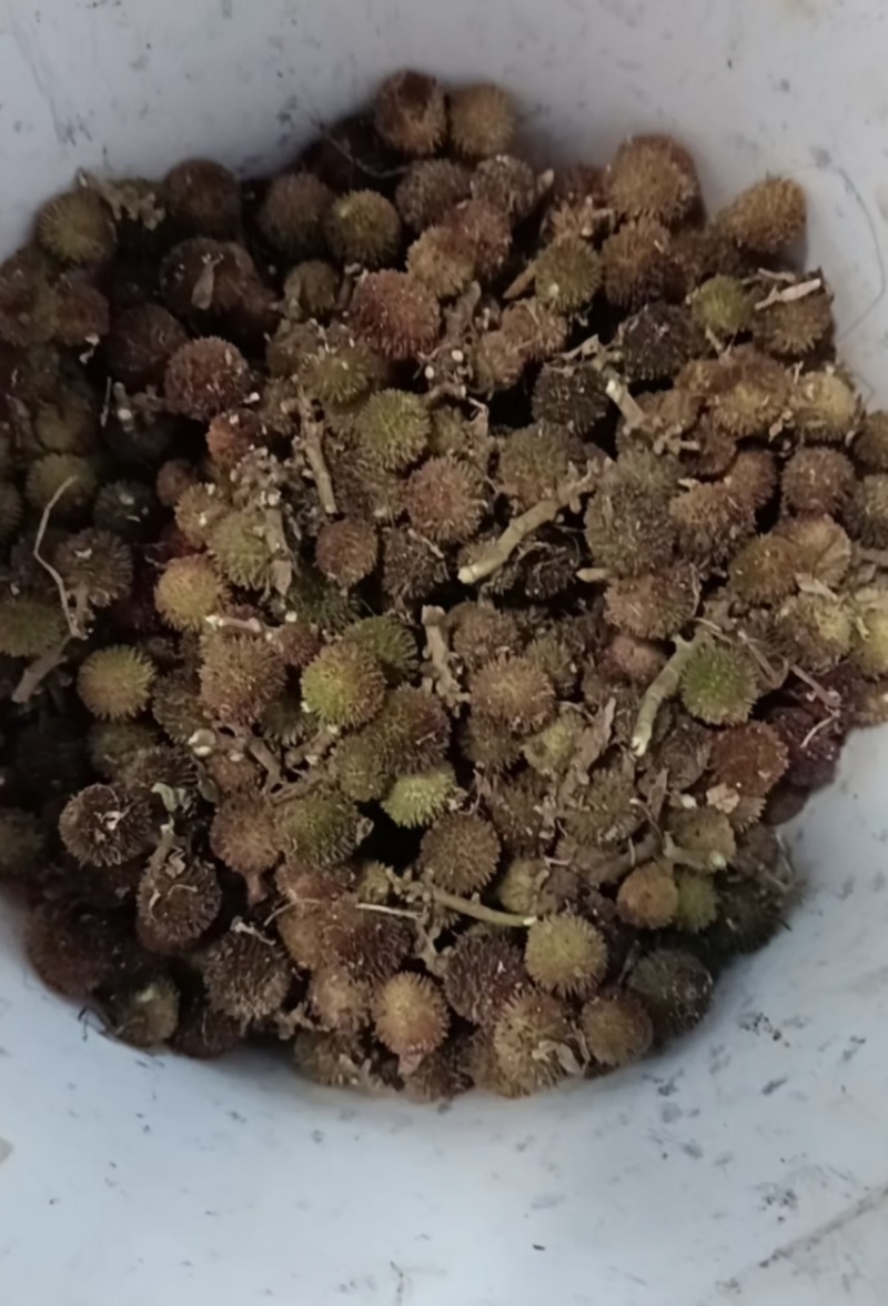 砂仁