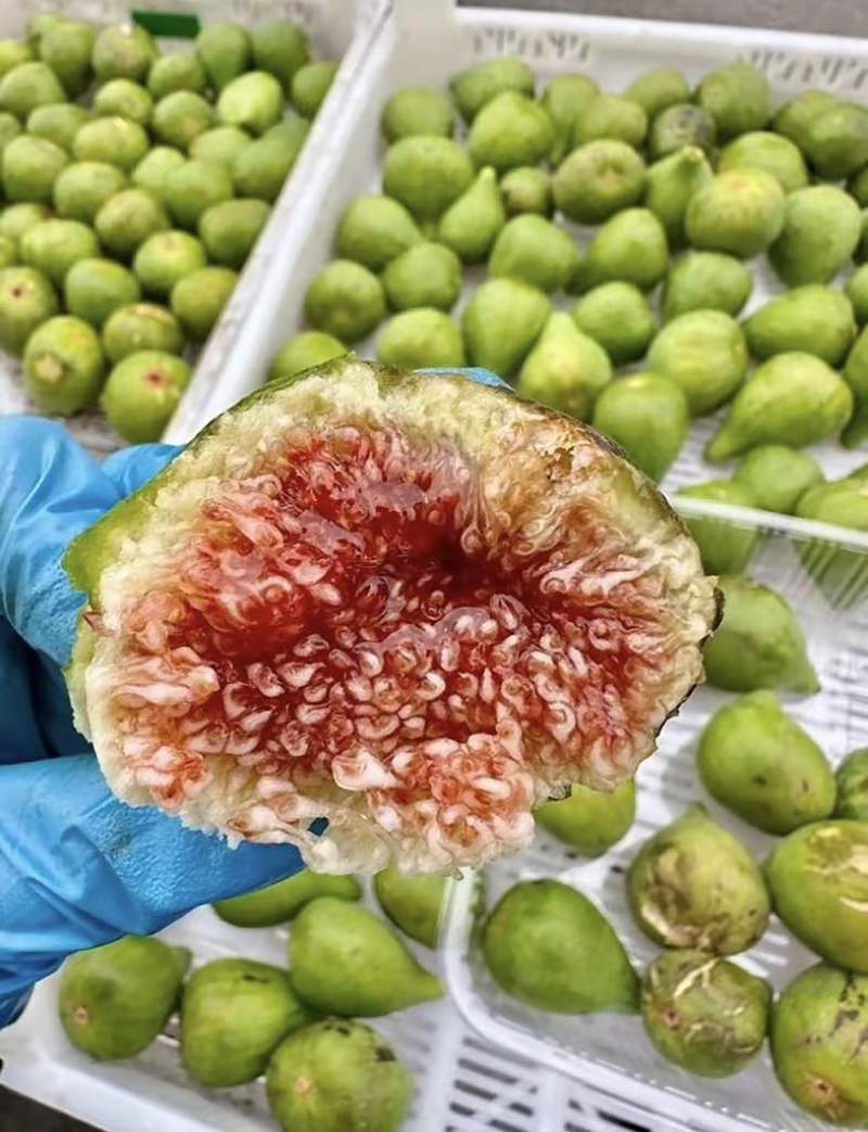 威海青皮无花果电商一件代发批发量大价格美丽