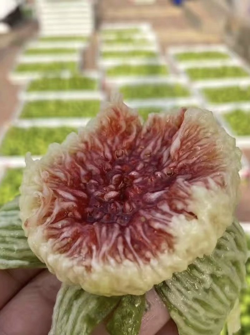 威海青皮无花果电商一件代发批发量大价格美丽