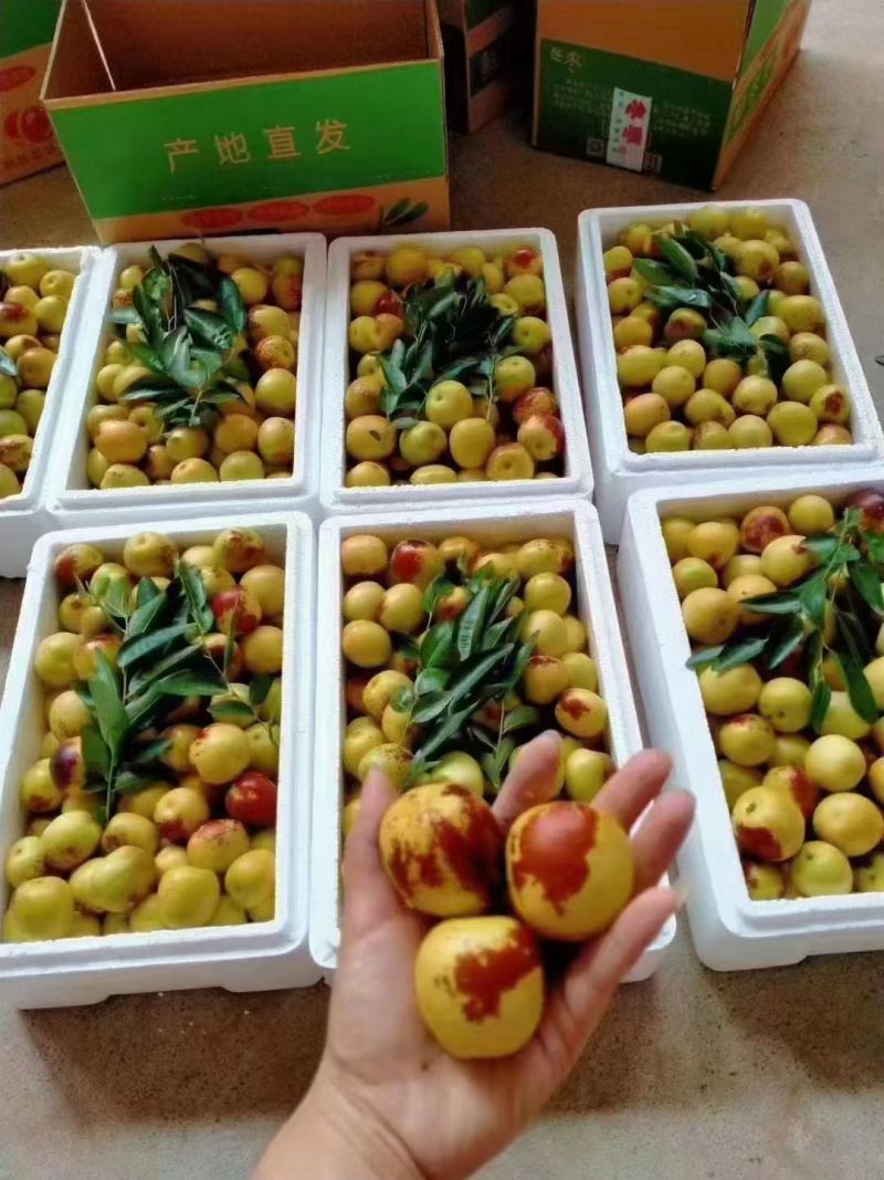 山东滨州沾化冬枣