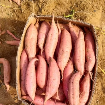 烟薯25，糖度30