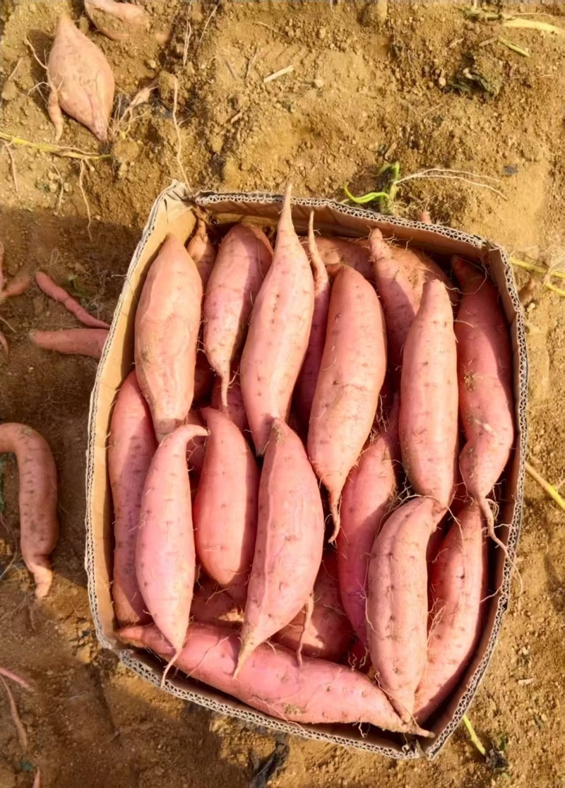烟薯25，糖度30