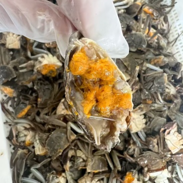 大闸蟹六月黄