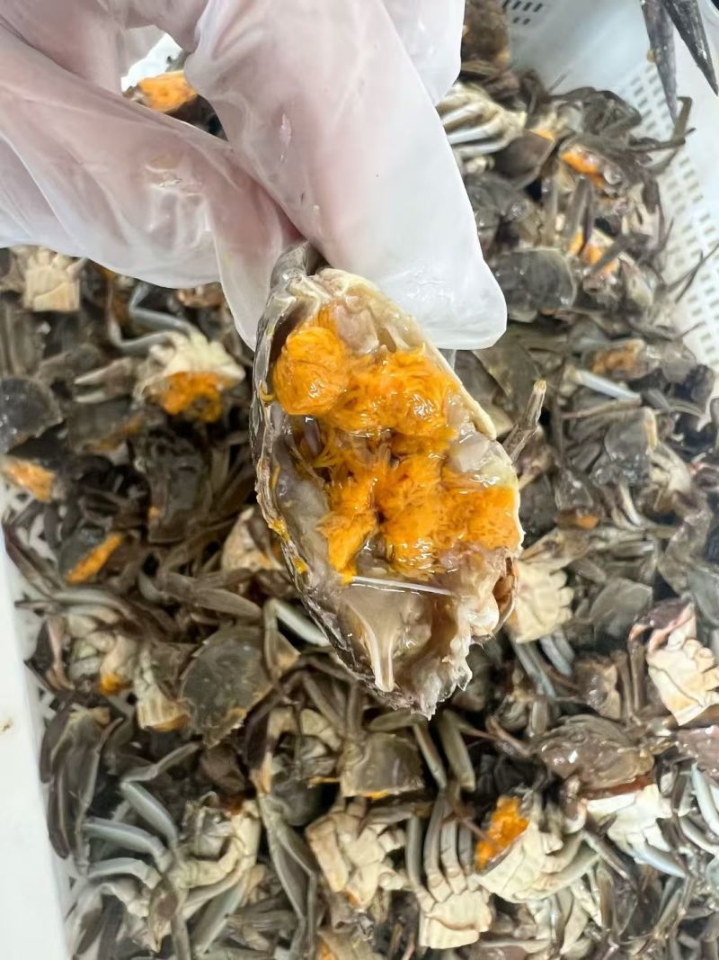 大闸蟹六月黄