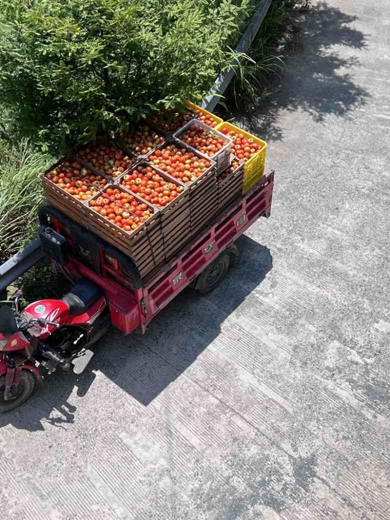 番茄