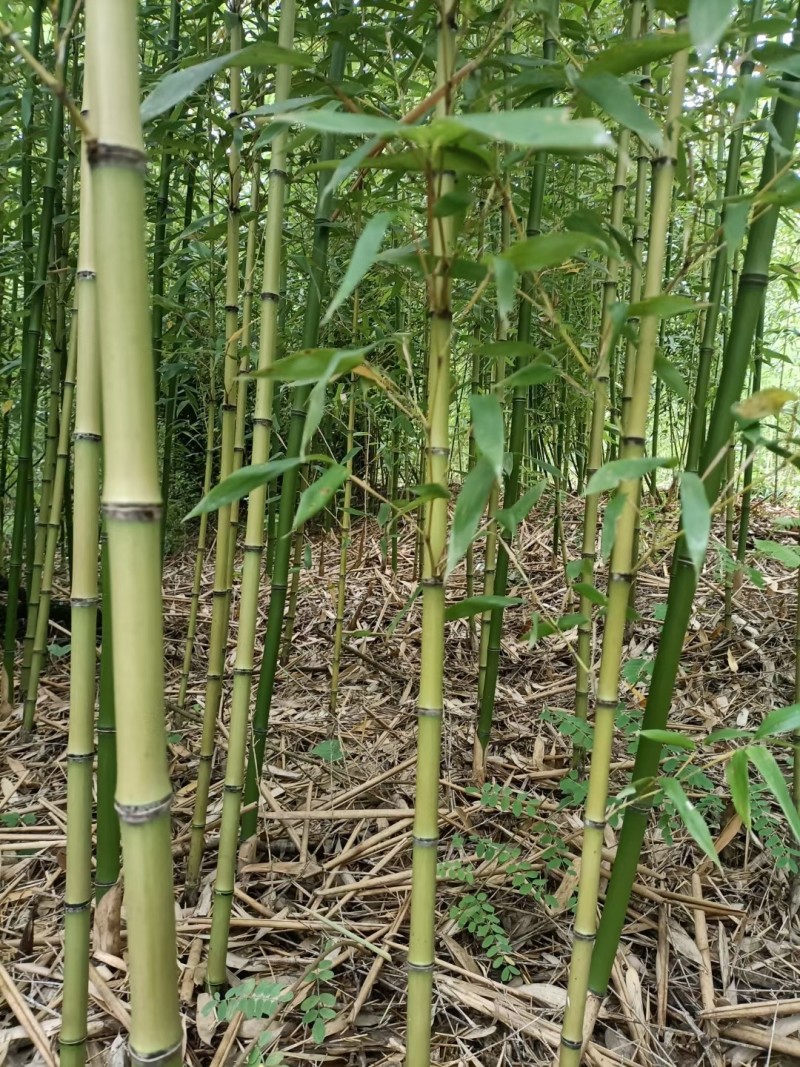 金竹苗