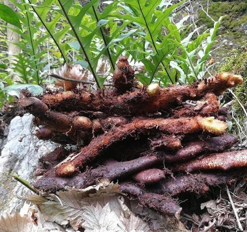 云南骨碎补，百部