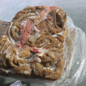 草地羔羊黄毛肚