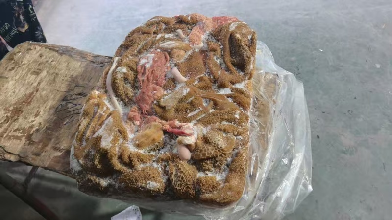 草地羔羊黄毛肚