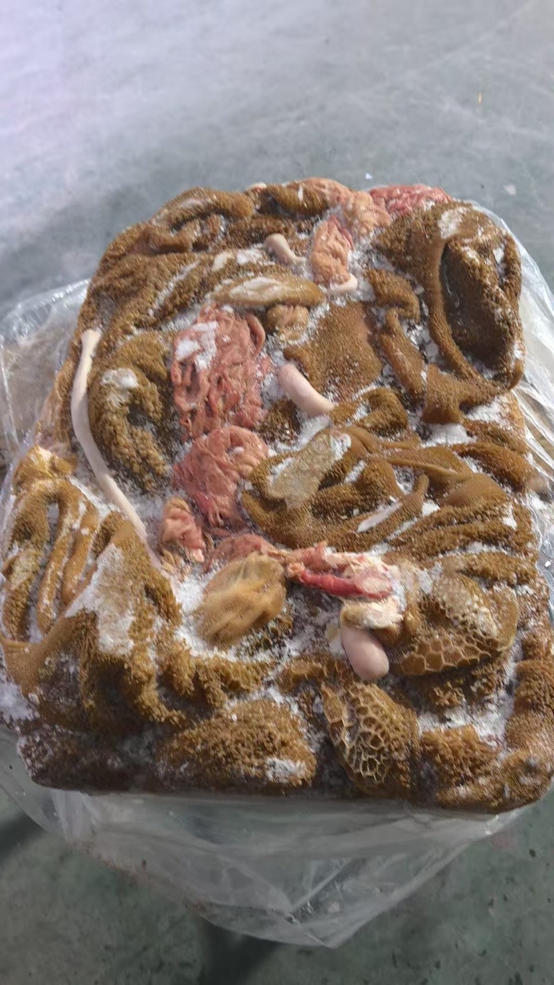 草地羔羊黄毛肚
