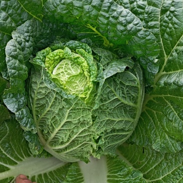玲珑黄大白菜