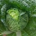 玲珑黄大白菜