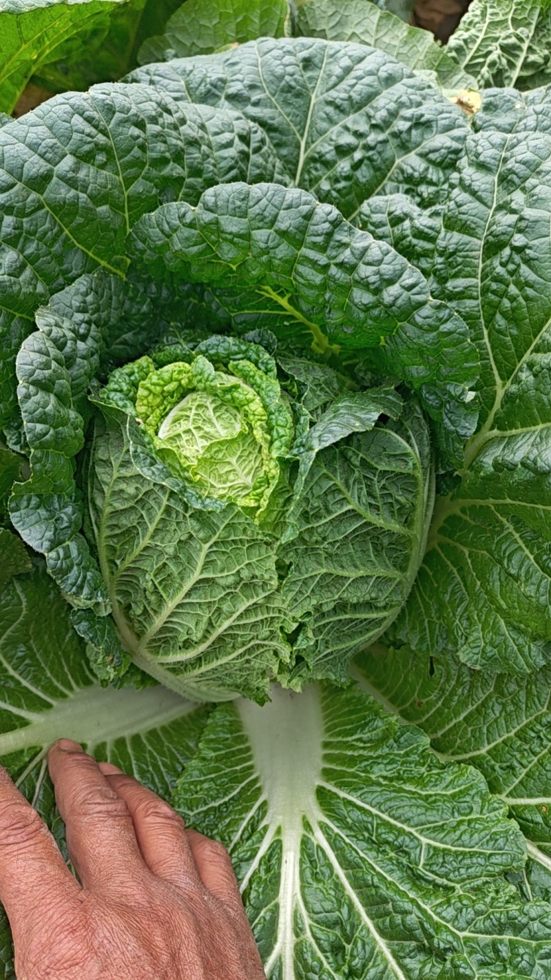 玲珑黄大白菜
