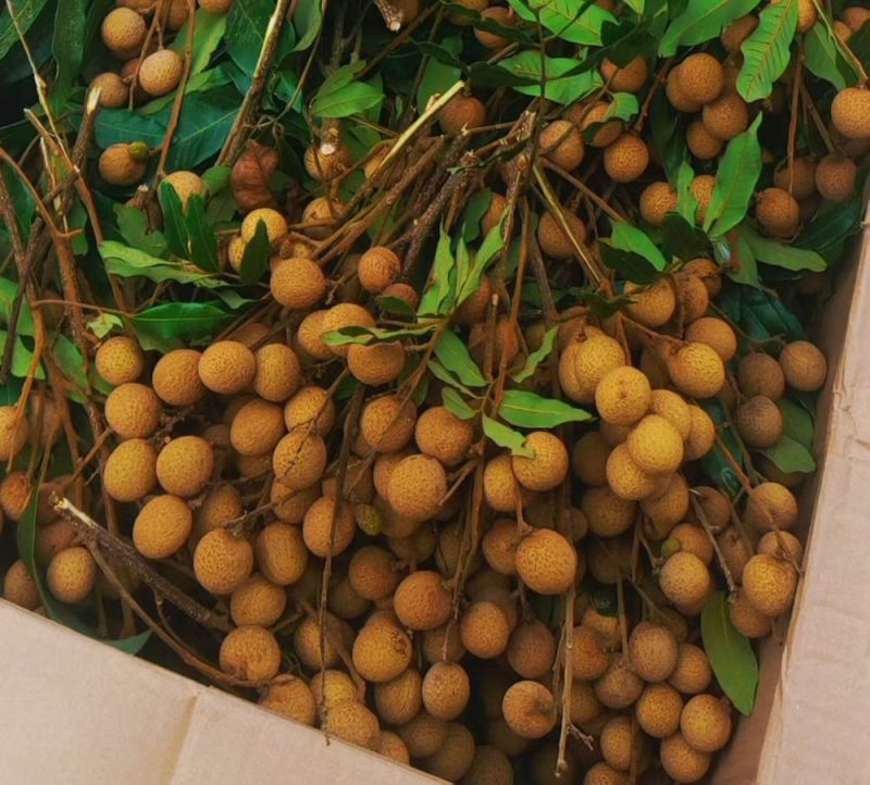 桂圆