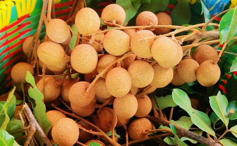 桂圆