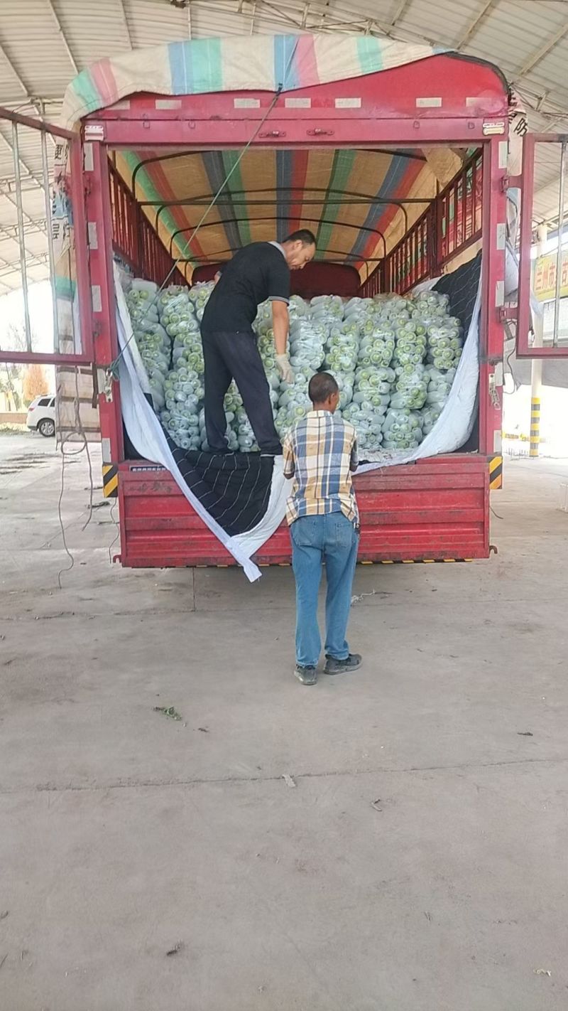精品西葫芦量大价格低
