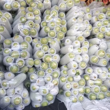 精品西葫芦量大价格低