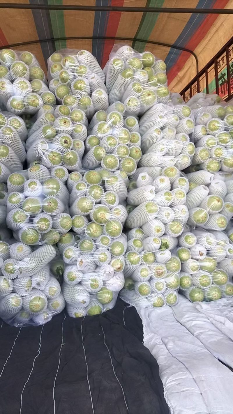 精品西葫芦量大价格低