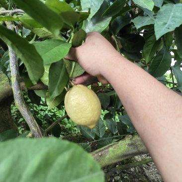 优力克柠檬