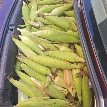 336现掰玉米
