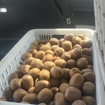 修文猕猴桃🥝