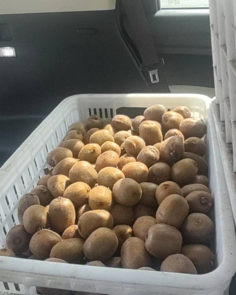 修文猕猴桃🥝