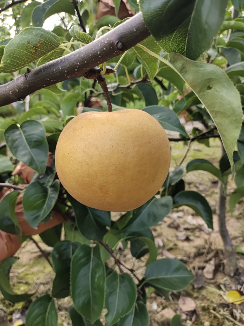 精品园黄梨，***********