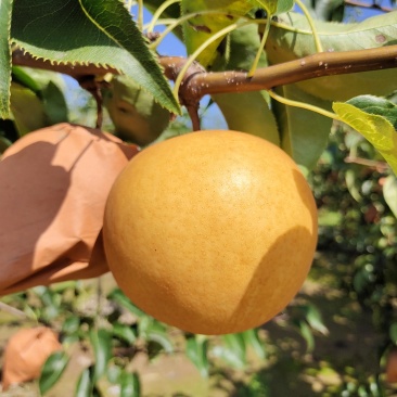 精品园黄梨，***********