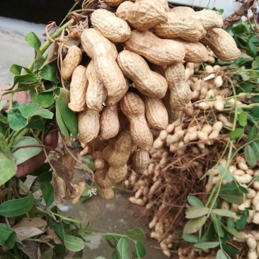 鲜花生，干花生