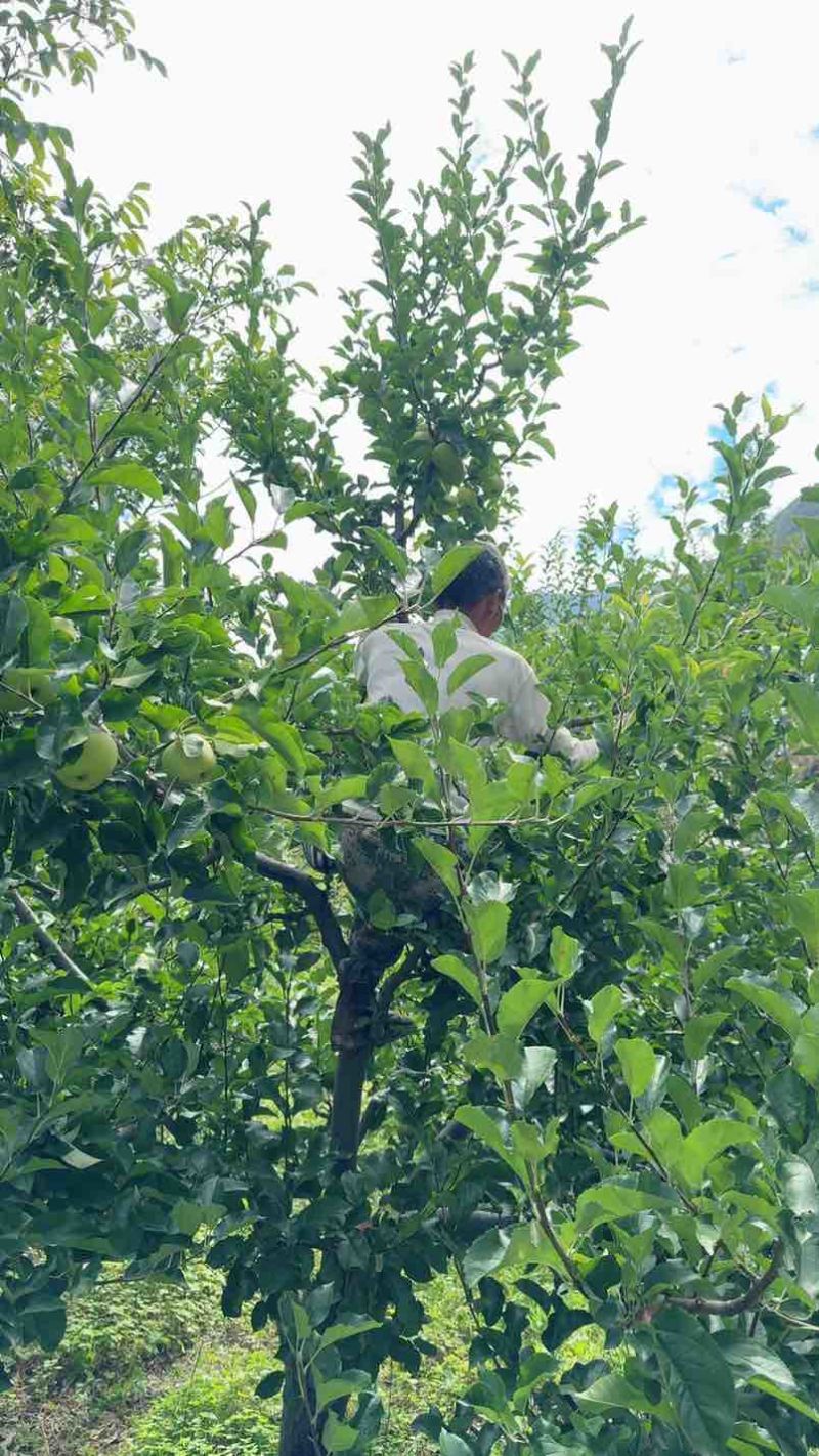 长期供应阿坝州小金青苹果口感酸甜果子好大众点评👍