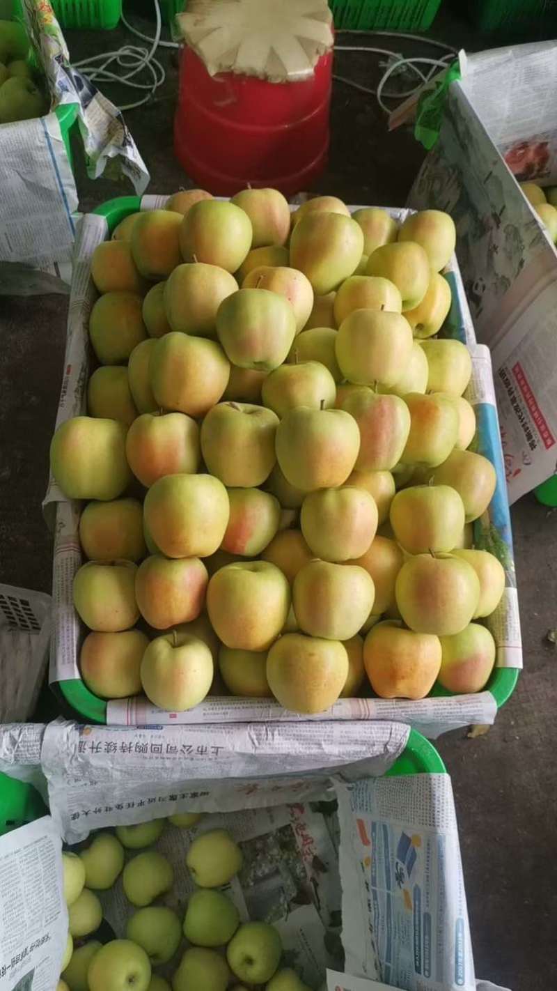 长期供应阿坝州小金青苹果口感酸甜果子好大众点评👍