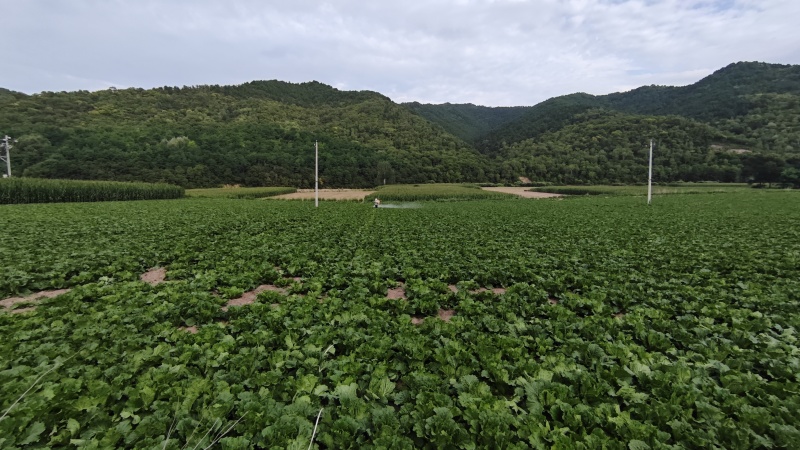 旬邑大白菜
