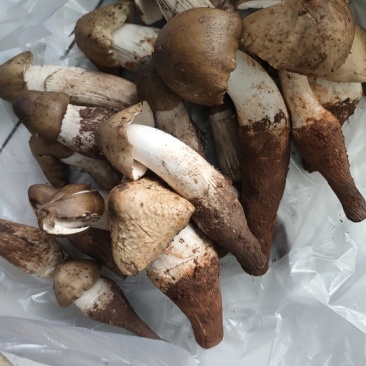 野生菌
