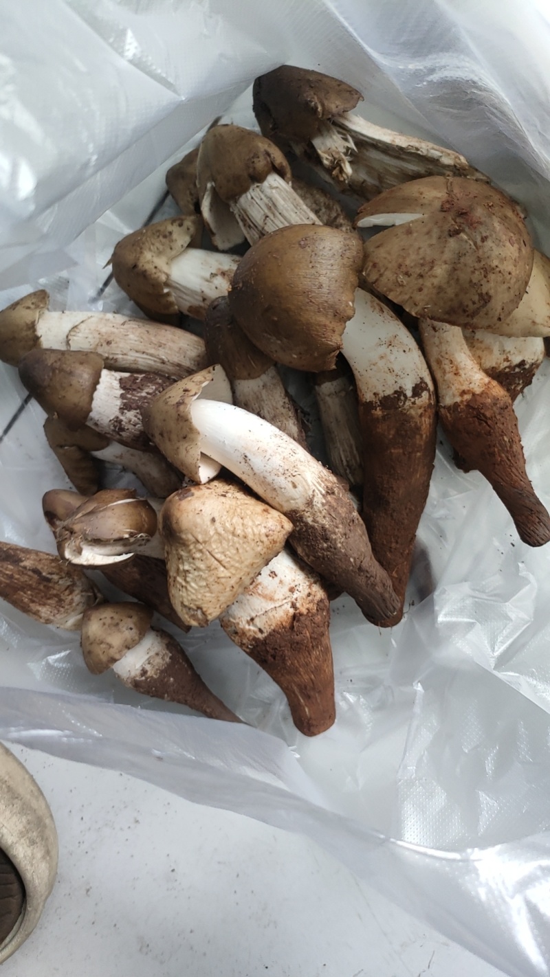 野生菌