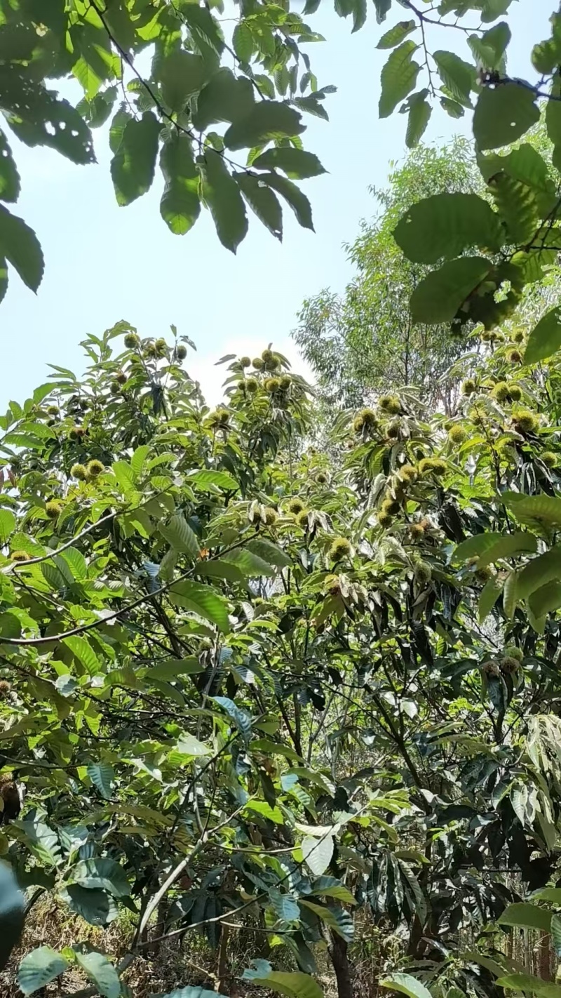 板栗