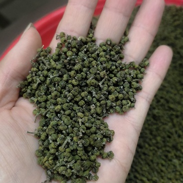湖南中花吴茱萸