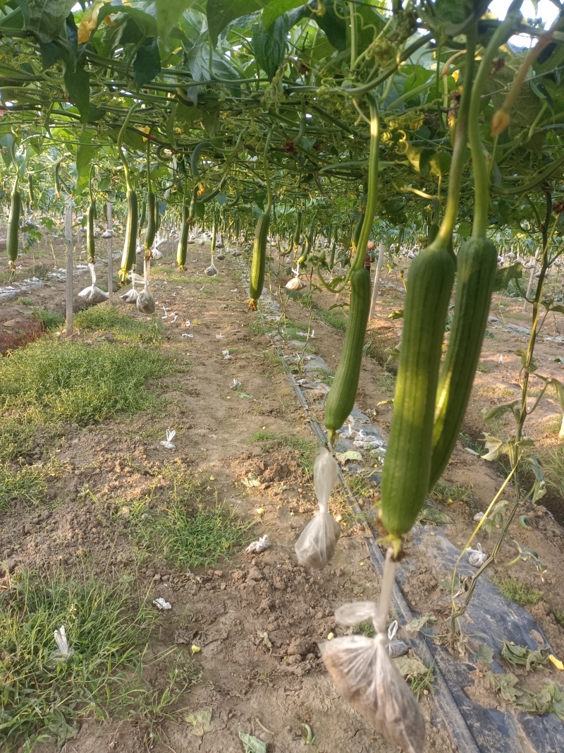 丝瓜络