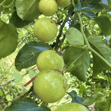 黄金百香果